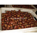 Chestnut segar Dandong terbaik